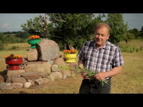 Video: Pušies Aliejaus Naudojimo Būdai, Nauda, šalutinis Poveikis Ir Kaip Jį Naudoti