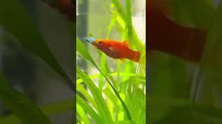 Hungry Female Guppy Struggles to Swallow Tiny Shrimp! 🐟🍤 #fish #guppy #shorts