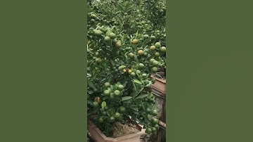 quất tết 2022, quất khay đẹp lh 0963280615