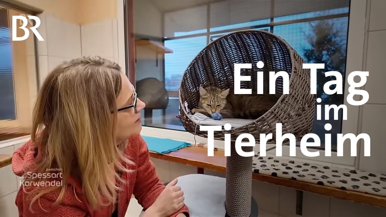 Tierschutz hautnah: Ein Tag im Tierheim | Zwischen Spessart und Karwendel | BR