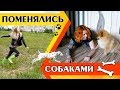 ПОМЕНЯТЬСЯ СОБАКАМИ | KURAGA