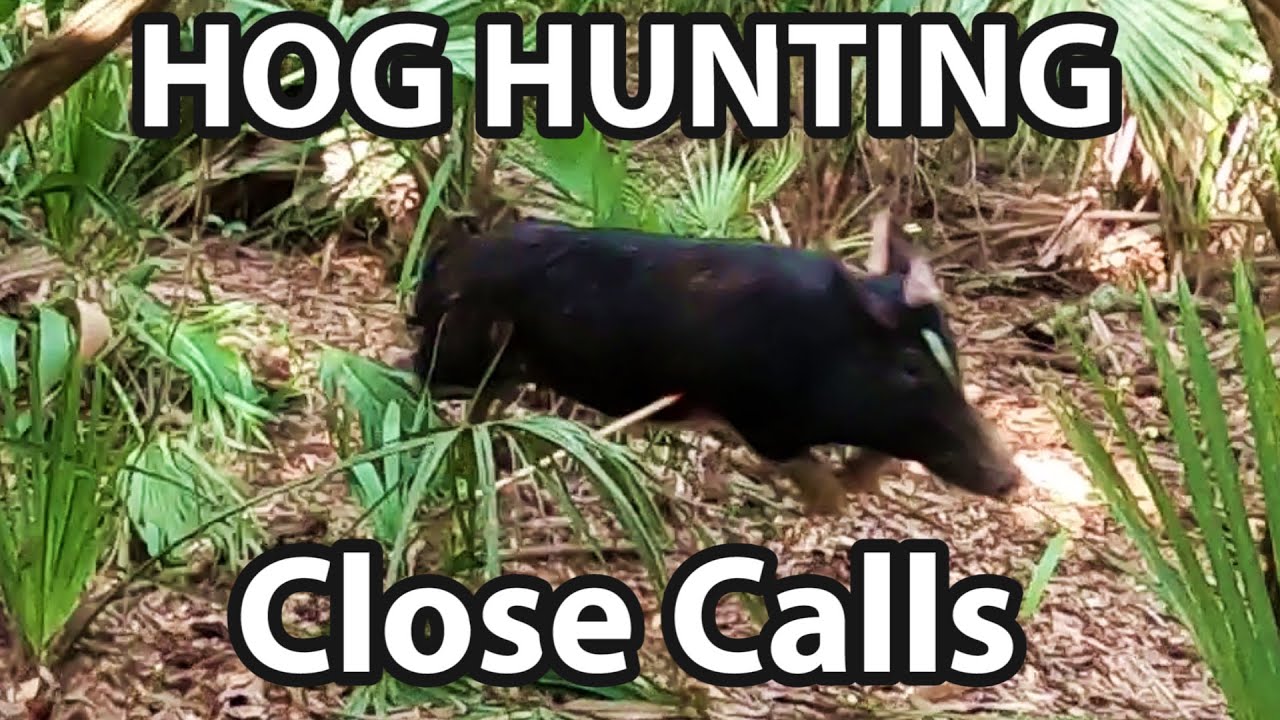Close Calls while Hog Hunting YouTube