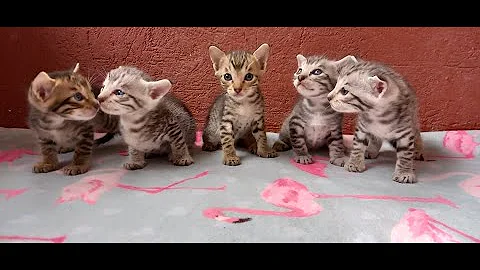 Video 3289101: savannah kitten, little savannah, kittens growing