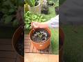 Don't plant Aloe Vera without THIS! #satisfying #fyp