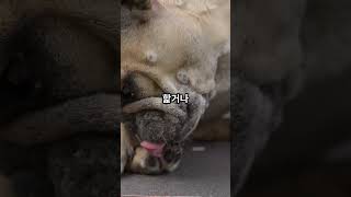 강아지 알레르기 주의보! 봄철 피부병 체크! #동물병원 #강아지 #피부병 #아토피