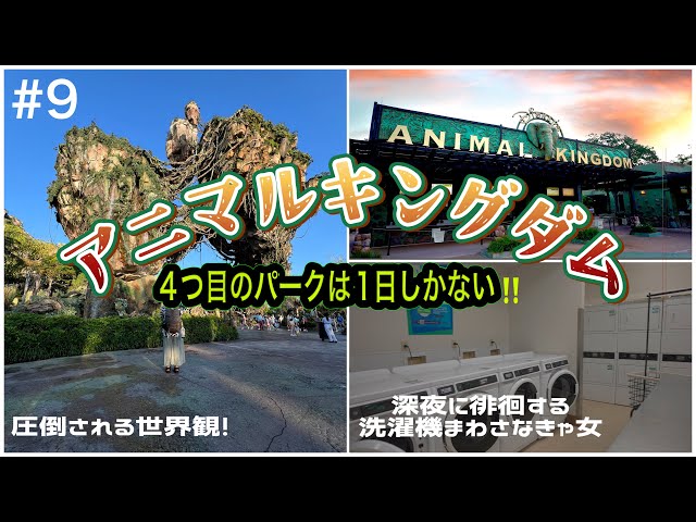 WDW】Conquering Animal Kingdom in a Single Day!! - YouTube