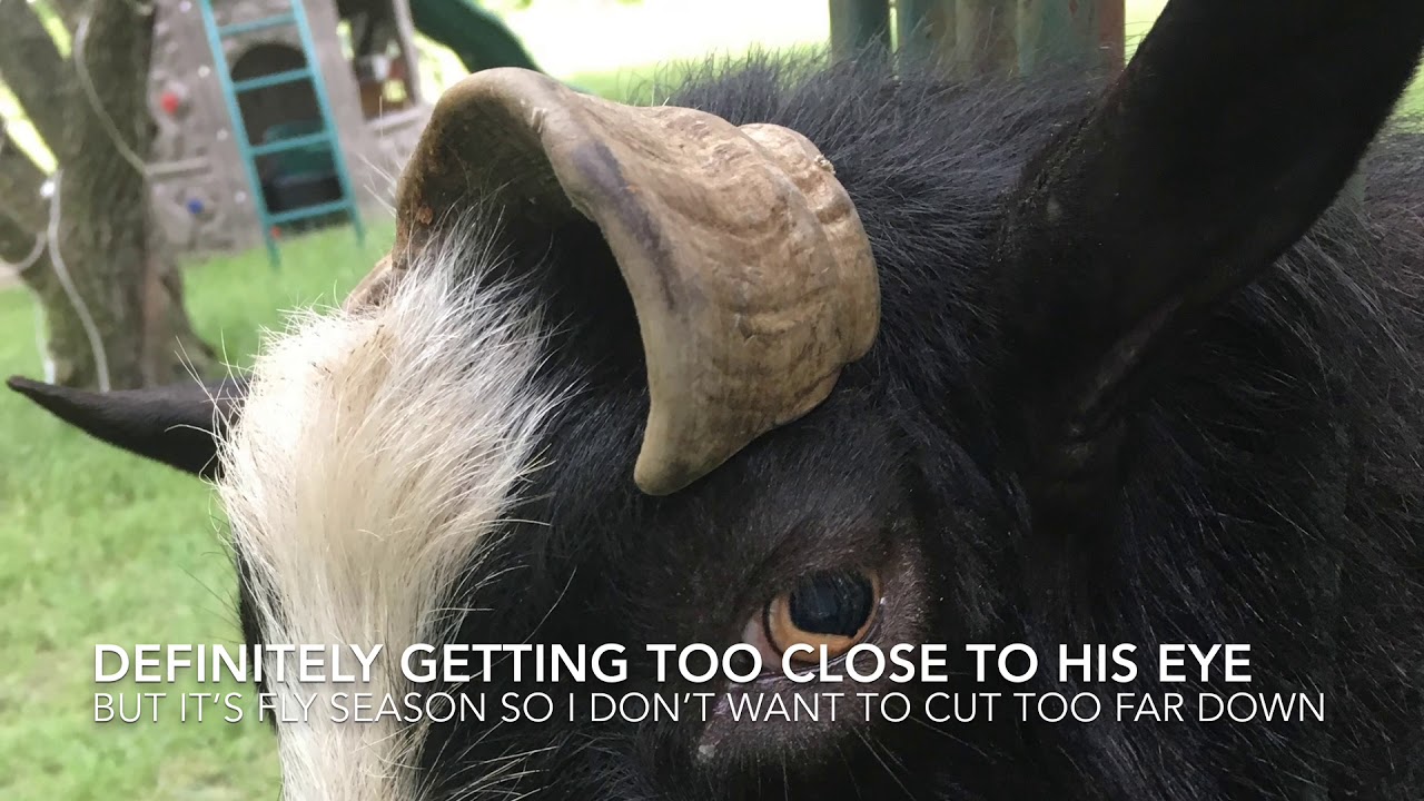 Trimming Goat Scurs Deformed Horn YouTube trimming-goat-scurs-deformed-horn-youtube