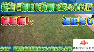 【芝生】カラスノエンドウ活用法の結果は⁉おまけは椿緑化式土壌改良のその後を少し公開します
