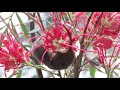 Feathertail Glider, feeding in Grevillea at Atherton Tablelands Birdwatchers&#39; Cabin