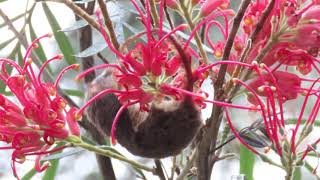 Feathertail Glider, feeding in Grevillea at Atherton Tablelands Birdwatchers Cabin