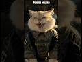 El Soldado Pedrito es un gato #cats #cat #gatos #humor #comedia #pets #ejercito #kitten #comedy