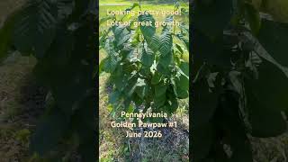 Pennsylvania#1 #golden #pawpaw #viral #shorts #garden #orchard #nature #tree #june2026 #fruitfarm