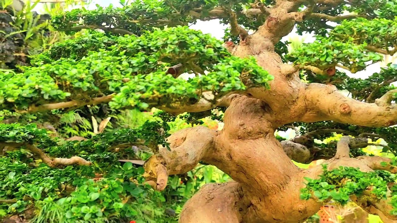 sancang best in class di tawar 200 jt blum di jual