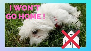 MY DOG WON'T GO HOME! by Halus The Maltese 645 views 3 years ago 5 minutes, 16 seconds