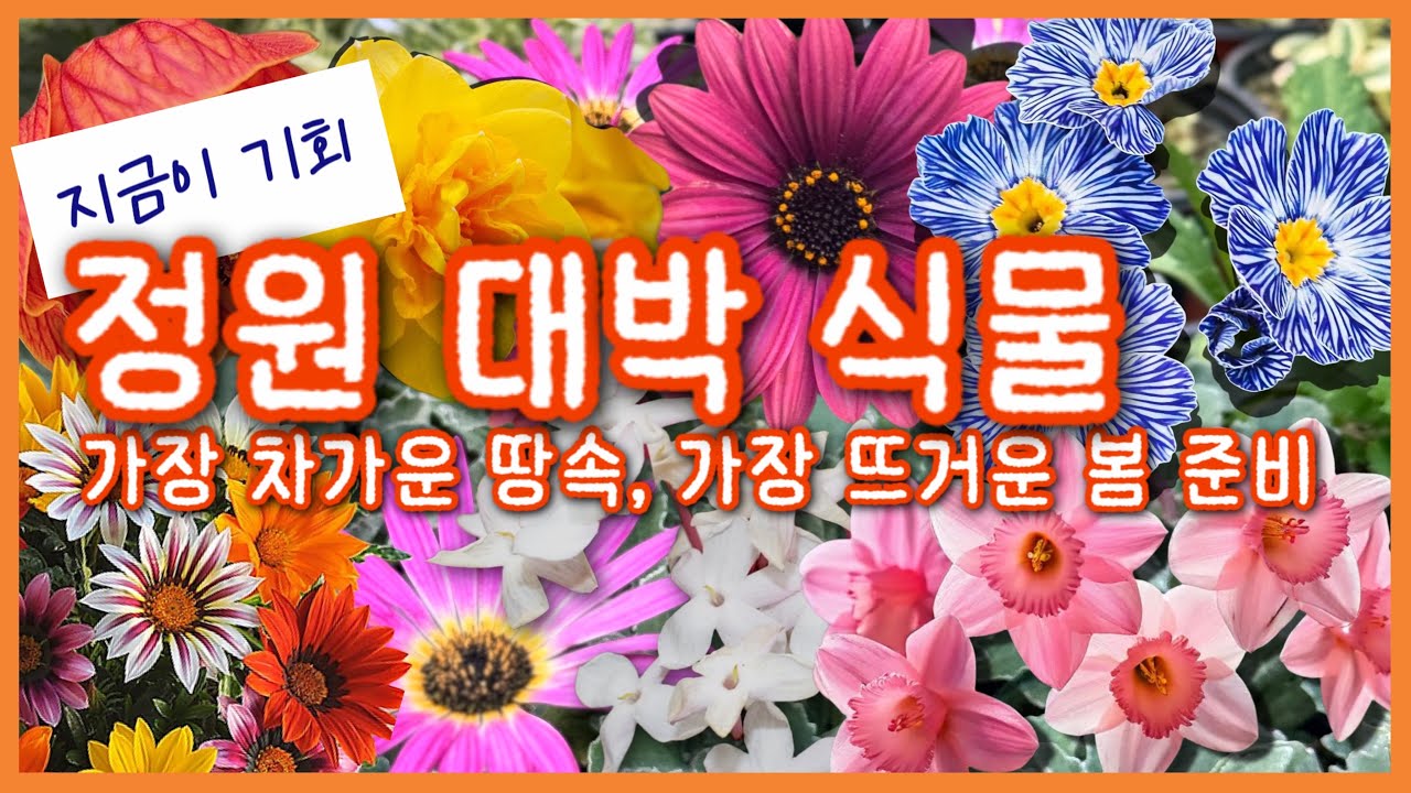 지금이 기회!🚨 '봄 정원 통째로' 배달해 드립니다! 