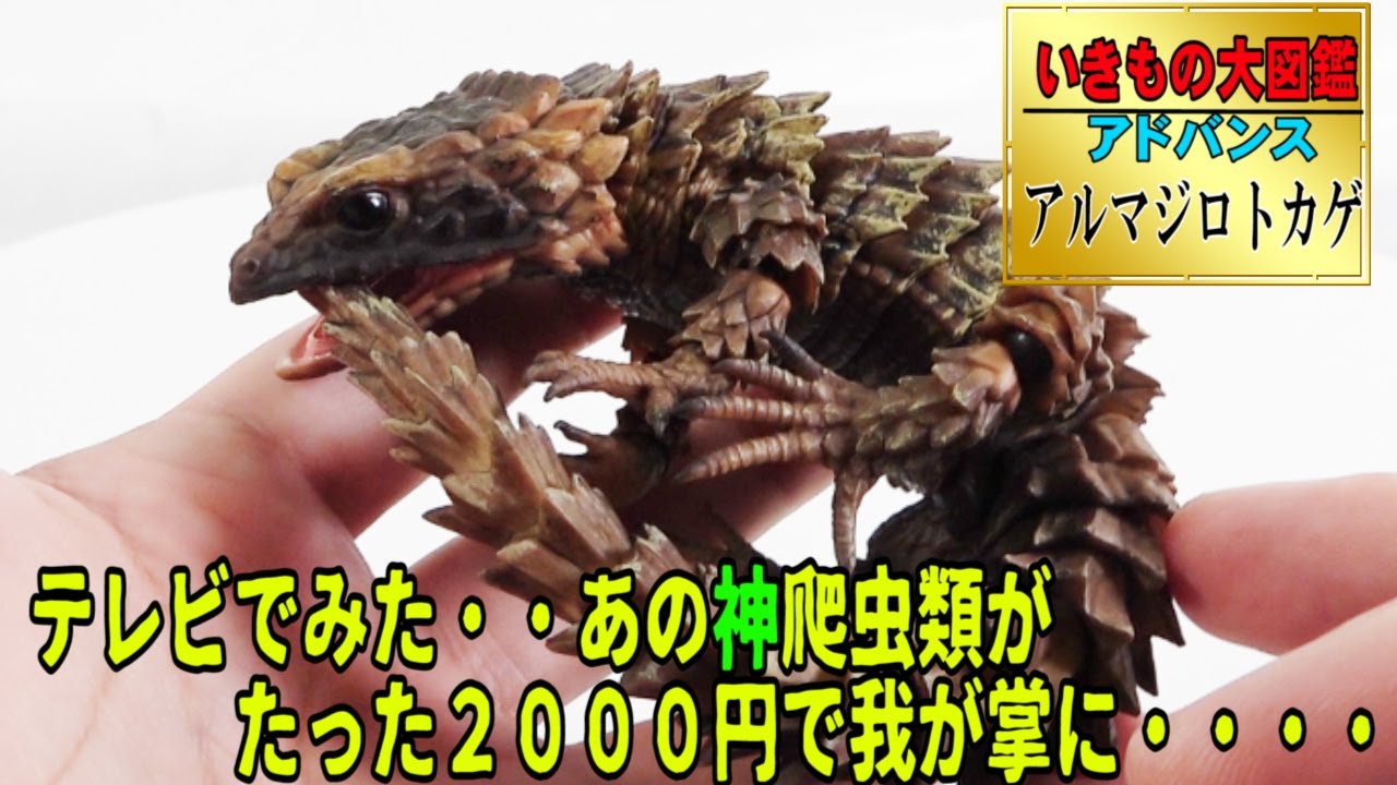 感動！いきもの大図鑑アルマジロトカゲ】クレイジージャーニーでみた