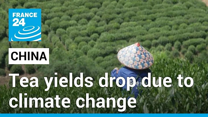 Bitter taste of climate change: China's tea yields drop, flavours altered due to drought - DayDayNews