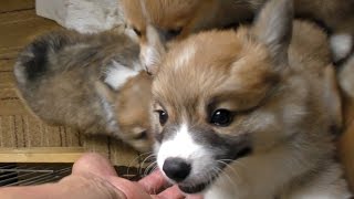 cute corgi puppies in cage / ケージの中で大歓迎してくれるコーギー子犬達 20150613 Part 1 welsh corgi pembroke