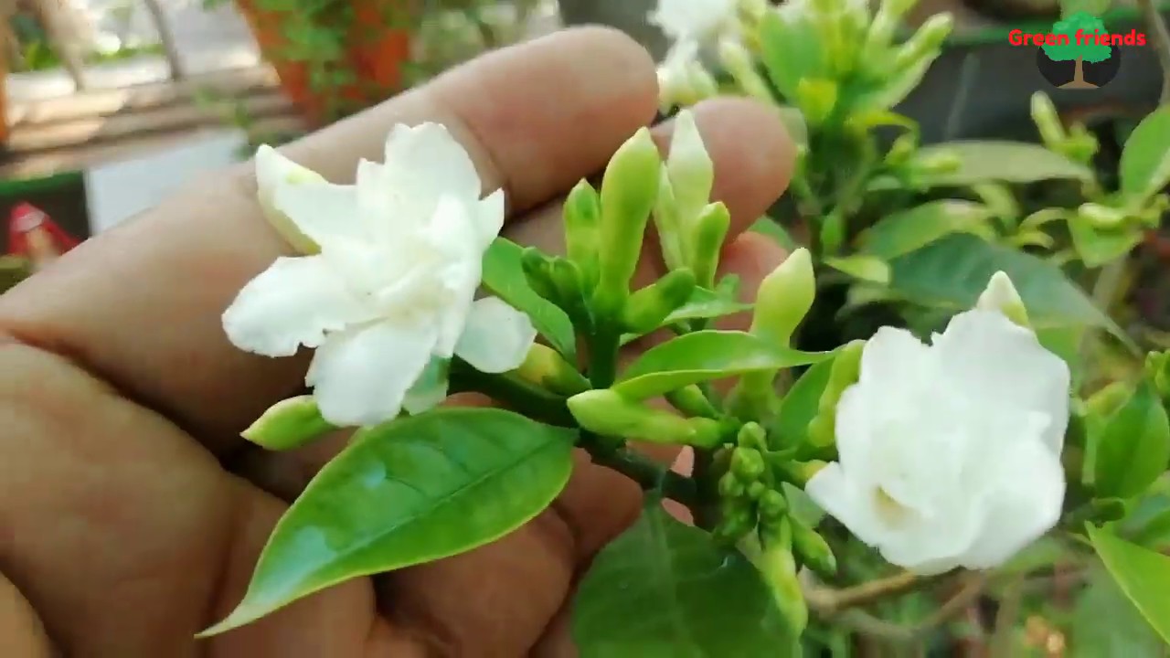 3 ধরনের টগর ফুল গাছের সম্পূর্ণ পরিচর্যা ও কুঁড়ি ঝরা পতিরোধ।Tagar plant care ।Green friends ।