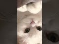 냥 셀카 #고양이 #cat #고양이일상 #집사의일상 #cute #cats
