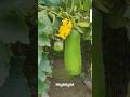 Visit to Bhanu Farm | Construction work going on | Bullet ride #natureandus #bhanufarm #farm