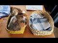 How to make a simple cat or other pet basket