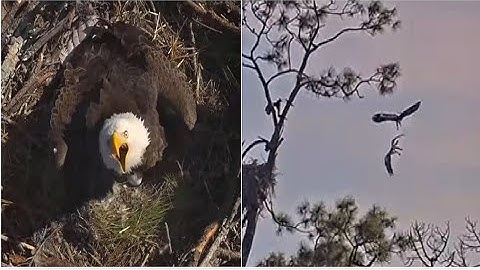 SWFL Eagles ~ F23 On HIGH ALERT PROTECTING EGGS FROM INTRUDER 💪  M15 FLUSHES & CHASES OFF 👑 11.28.25