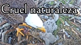 Violencia en un nido de Aguila Calva