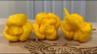 3 GORGEOUS Yellow pods! 3 different strains! From Seriously Hot Peppers and Tx Pepper Farm! Vit-C!!
