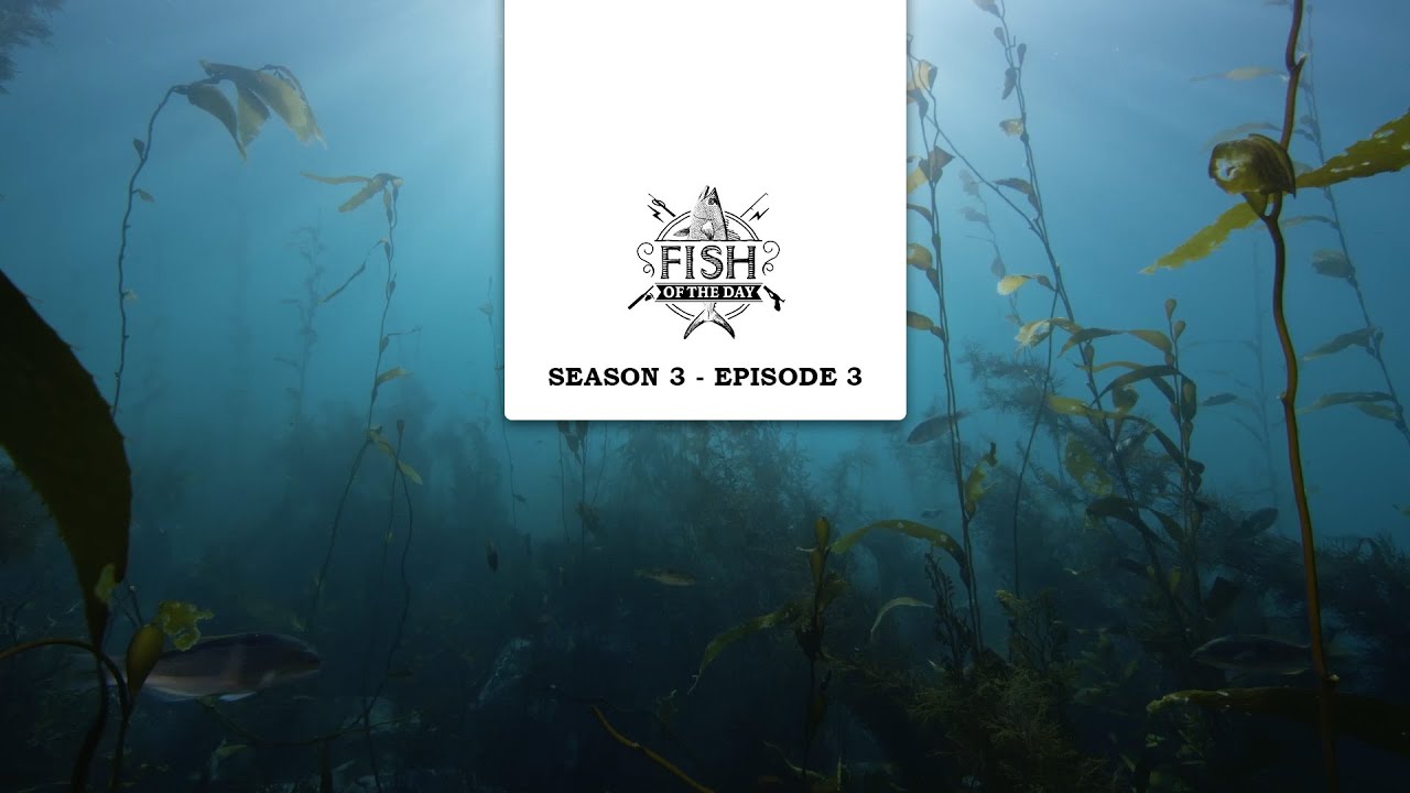 Fish of the Day Saison 3 Episode 3 - À la recherche de l’or noir des océans : l’ormeau