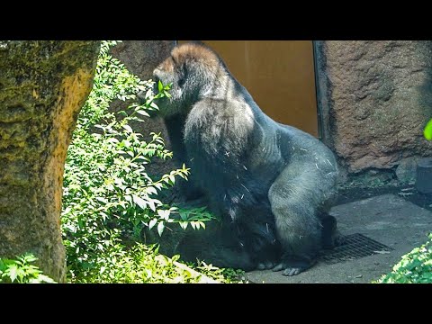 Senior gorilla Toto initiates her business w/ silverback Haoko⎪UENO ZOO⎪ゴリラ⎪上野動物園⎪S1E63