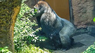 Senior gorilla Toto initiates her business w/ silverback Haoko⎪UENO ZOO⎪ゴリラ⎪上野動物園⎪S1E63
