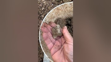 What can I find in another tree (2nd) root system :) Video 6