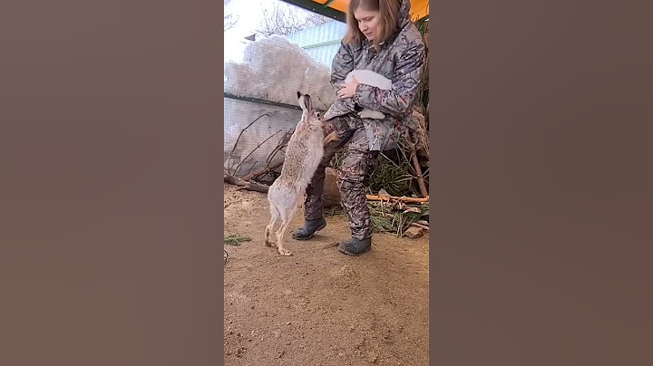 Bunny Punch!!