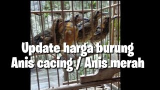 Update harga burung anis merah // anis cacing trotol