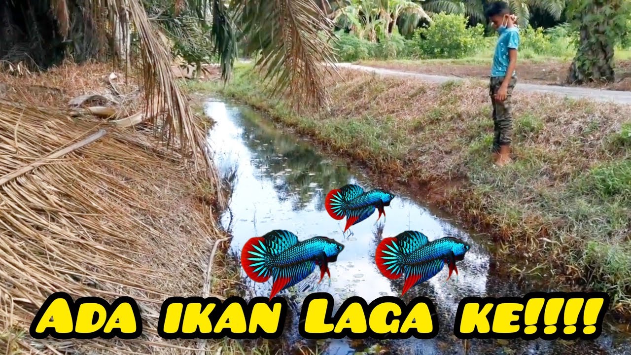 Sauk Ikan Laga Kampung/Jumpa Port Imbellis#gengdunia