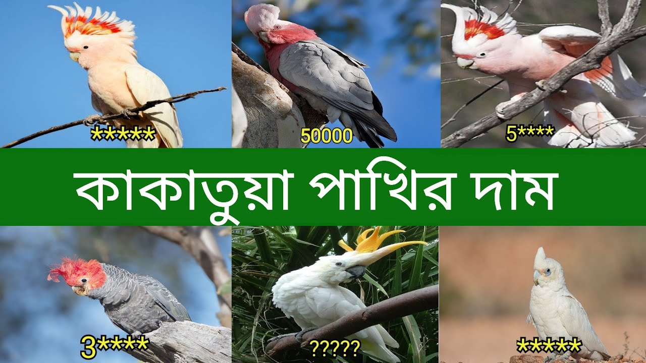 কাকাতুয়া পাখির দাম Cockatoo Bird Price In Bangladesh And India YouTube
