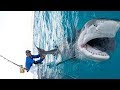 Massive 1000lb tiger shark caught while bottom fishing in the bahamas  4k