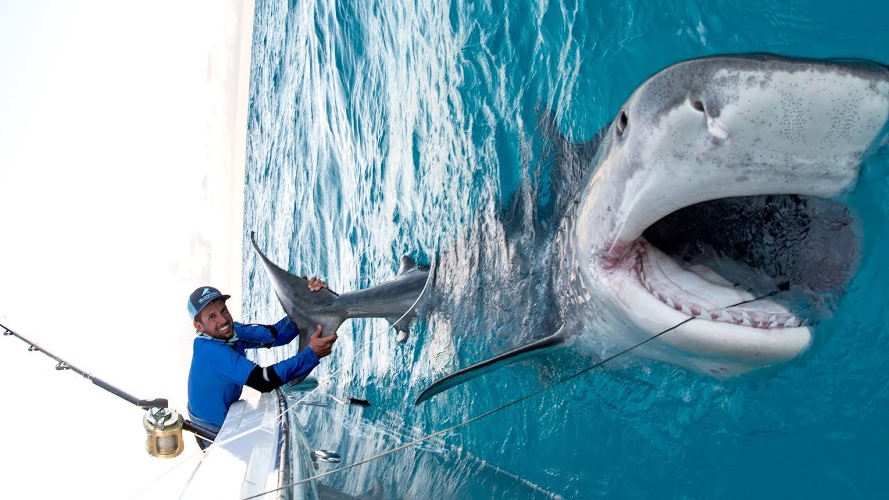 Florida fisherman catches shark, which is then eaten by a 500-pound Goliath ...