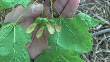 Identifying sugar maple