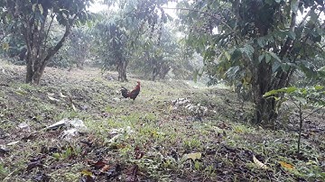 bẫy gà rừng 10/10/2022