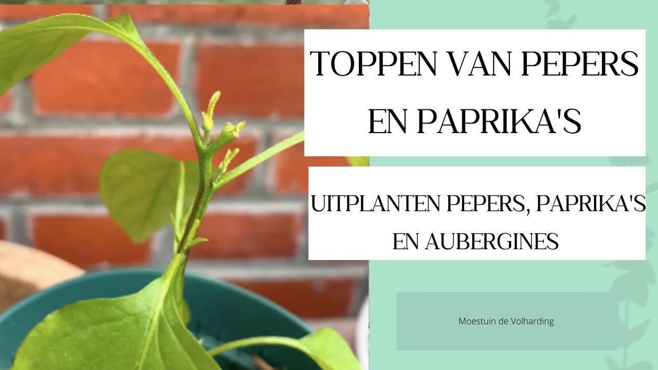 TOPPEN PEPERS en PAPRIKA'S en UITPLANTEN AUBERGINES, PEPERS en PAPRIKA'S I Moestuin de