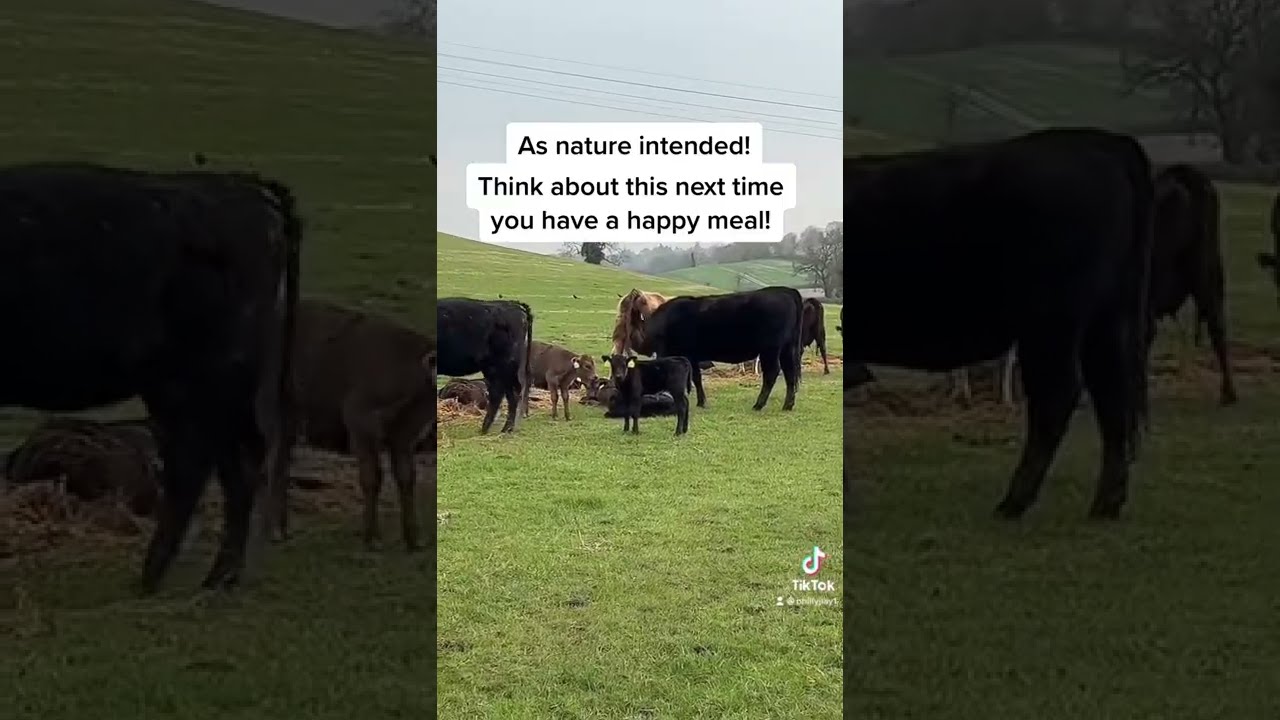 This Is Where Calves Should Be If You Eat Meat Check It Really A Happy Meal 