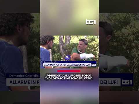 Video Aggrediti dal lupo nel bosco. Ho lottato e mi sono salvato.