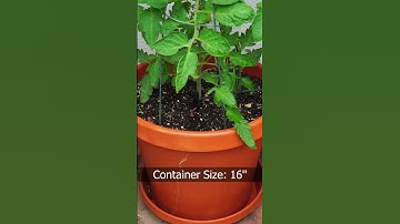Tomato Growing Secrets - How To Grow Tomatoes #shorts