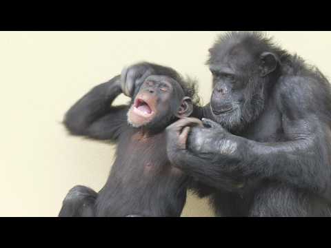 A fun time for Ryu Papa and Yotsuba-chan. Higashiyama Zoo