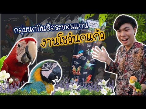 บรรยากาศ"โชว์นกแก้ว" ในงานมหัศจรรย์พรรณไม้ จากกลุ่มนกบินอิสระขอนแก่น | My PET EP.20