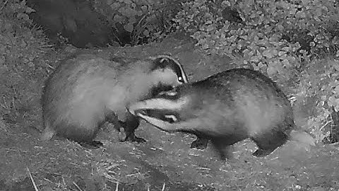 New Forest Explorers Guide - Badgers play fighting, grooming and much more