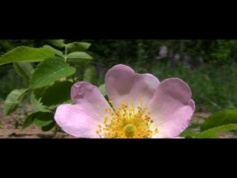 Video: Rosa Canina Rugosa