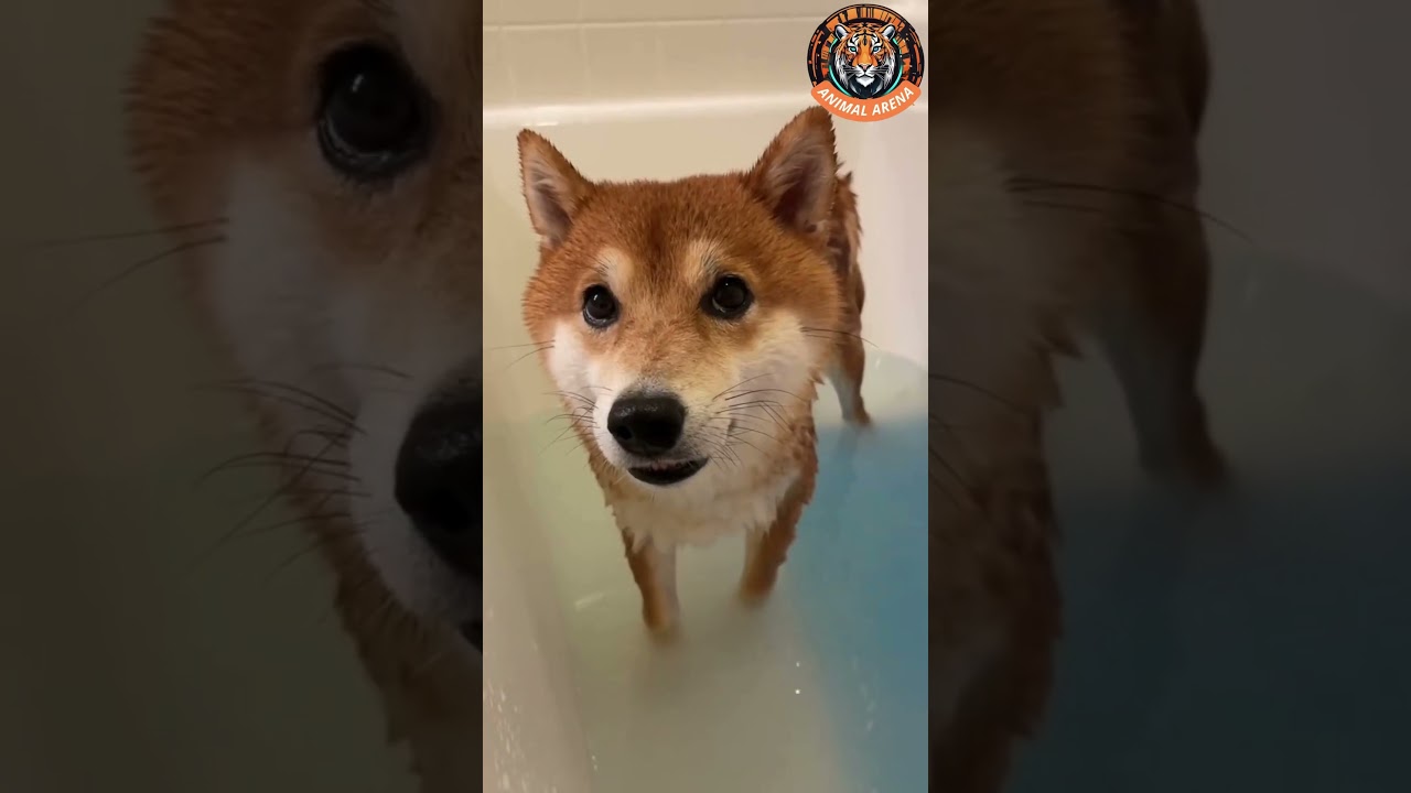 Shiba Inu Hilariously Steals the Show! 🐕😂 